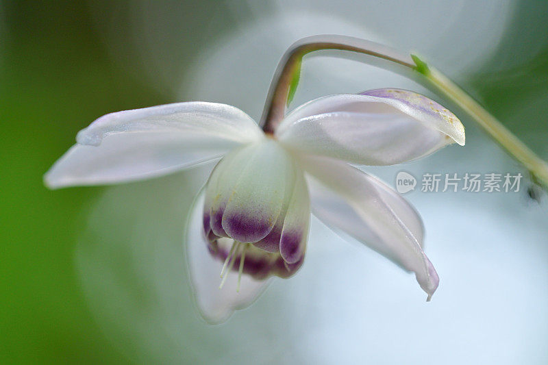 Anemonopsis macrophylla花